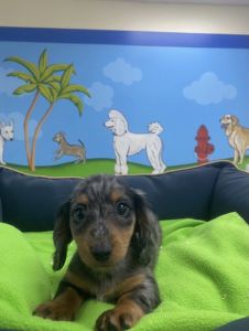 16 week old Dachshund dapple puppy for sale