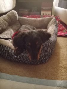 12 wk Dachshund puppy