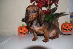 Dachshund Boy Puppy