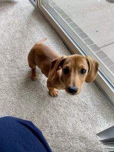 Miniature dachshund for sale