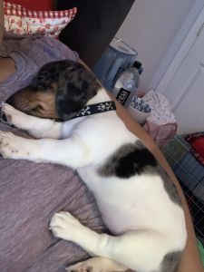 Dapple Dachshund Puppy