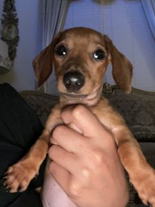 Cuddly puppy needs new home