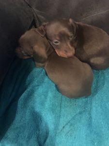 Mini dachshunds