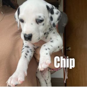 Dalmatian puppy
