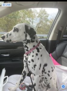 11 month old Dalmatian