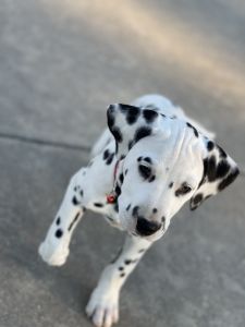 Dalmatian Puppies