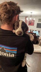 Liver spot Dalmatian