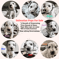 Puppy Dalmatians