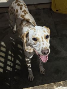 Dalmatian for sale