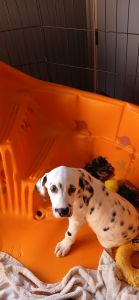 Dalmatian pure bred pup male ready for a new owner located in NC.