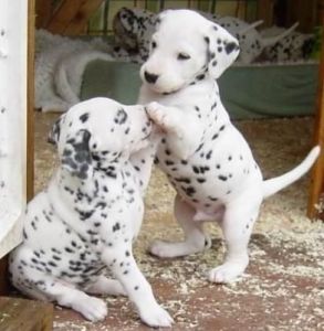 Dalmatian Puppies available