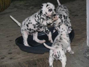Dalmatian Puppies
