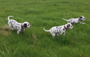 Beautiful Akc Reg Dalmatians **only 2 Boys Left**