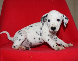 Dalmatian pups