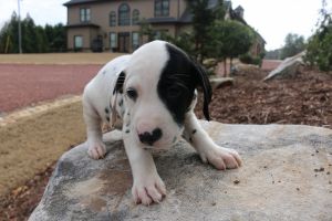 Purebre Female Dalmatian (Missy)