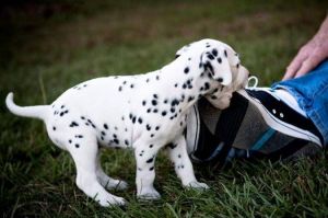 Dalmatian puppies are ready,text us on ***