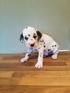 Dalmatian Puppies