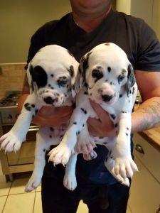 Dalmatian Puppies