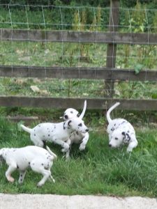 Stunning Pedigree Dalmatian Pups !!! Reduced !!!