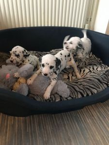 dalmatian puppies