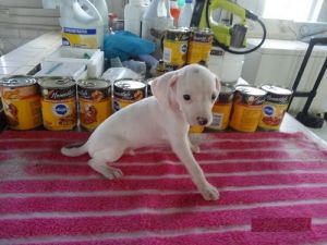 Dalmatian puppies for rehoming