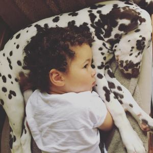 Dalmatian Puppies For Sale