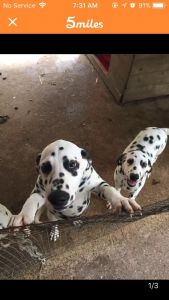 3 Registered CKC Dalmatians