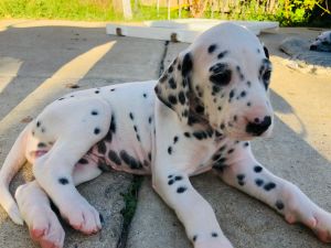 Dalmatian puppies