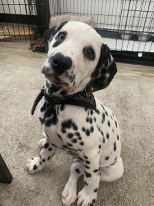 Dalmatian 10 weeks old
