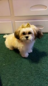 7 month teddy bear puppy needs a home