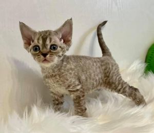 DEVON REX KITTEN for Sale in USA