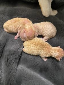 Devon Rex Kittens