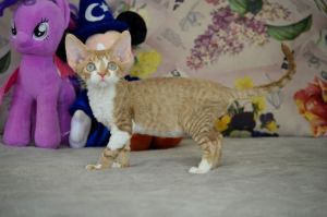 Lokki Devon Rex male, cinnamon spotted tabby bicolour