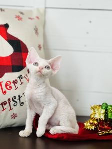 Devon Rex Kitten