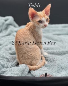Devon Rex males