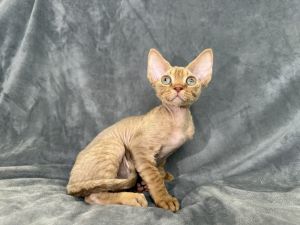 Chocolate Devon Rex boy