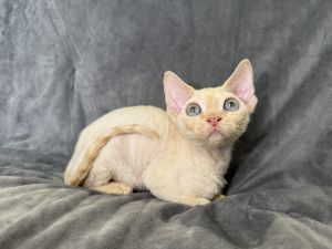Red point Devon Rex girl