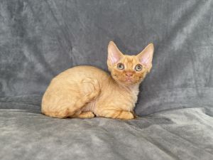 Red tabby Devon Rex boy