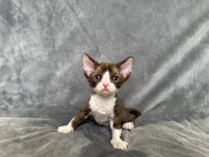 White and chocolate tabby Devon Rex boy