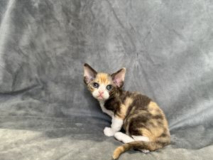 Becky Tri-Color Devon Rex girl