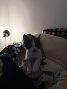 Midnight and siblings