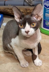 Devon Rex Boy