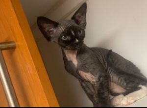Devon Rex Sphynx
