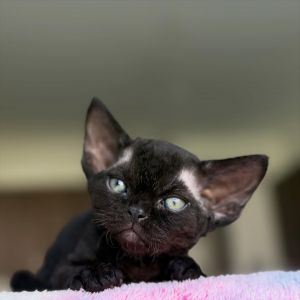 devon rex kittens for sale