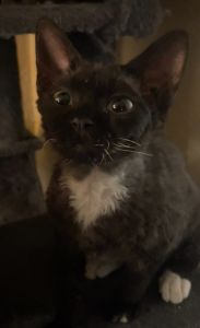 Devon Rex Kitten