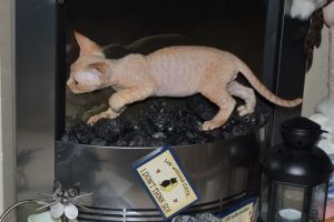 Red Silver Tabby Devon Rex Boy
