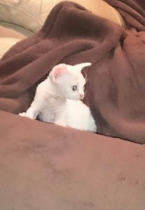 Devon Rex male white and cream