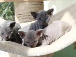 Devon Rex Cats in the UK