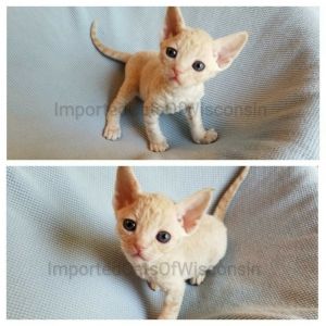 Devon Rex Kittens in Wisconsin!!