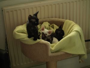 Ready Now Lilac Tabby Point Devon Rex.